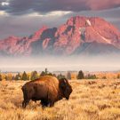 Companion68611148854 Avatar